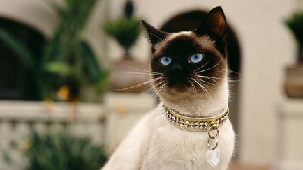 Studiem natura rasei de pisici din Siamezi - medicii veterinari de blog - cei mai buni