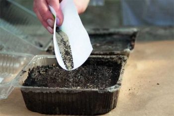 Clopotul elegant clatină secretele de creștere din semințe, grădină și grădină