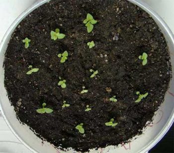Clopotul elegant clatină secretele de creștere din semințe, grădină și grădină