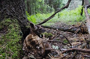 Кабарга запах ангела, ікла демона - national geographic росія