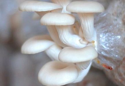 Ce greseli sunt cele mai frecvente atunci când cresc ciupercile de stridii