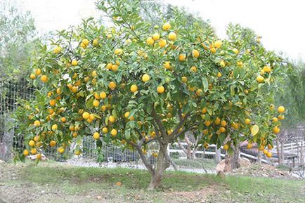 Hogyan és hol citrom nőnek