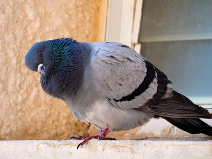 Cum sa scapi de porumbei pe balcon - informatii sat