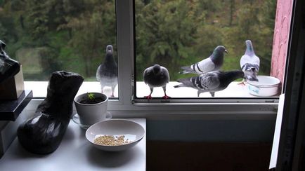 Hogyan lehet megszabadulni a galambok az erkélyen - falu információ