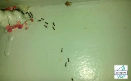 Як позбутися від мурашок в будинку будинку завелися мурахи, як позбутися від червоних, рудих,