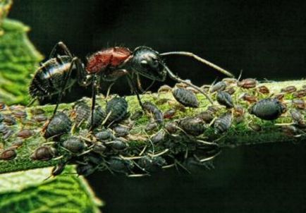 Cum sa scapi de furnici in gradina