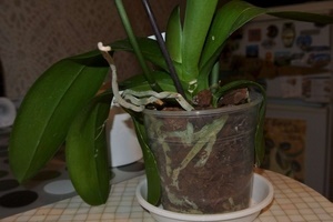 Cum să scapi de scabie pe plantele magice de orhidee