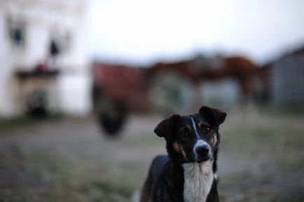 Cum fac kazahii cârnați de cai (64 fotografii)