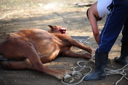 Cum fac kazahii cârnați de cai (64 fotografii)