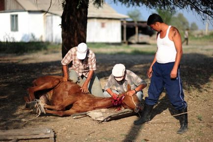 Kazahok hogy ló kolbász (64 fotó)