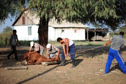 Cum fac kazahii cârnați de cai (64 fotografii)