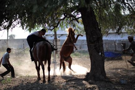 Kazahok hogy ló kolbász (64 fotó)