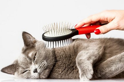 Як кішка з собакойінструменти для догляду за шерстю