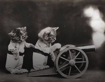 Як кішки на війні брали участь ..., пізнавально