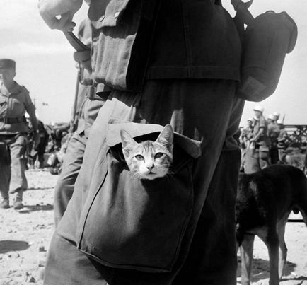 Cum pisicile au participat la război ..., cognitiv