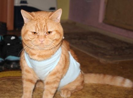Cum de a pune o pătură pe o pisică - cum să coase o pătură pentru o pisică pe spate - tratament