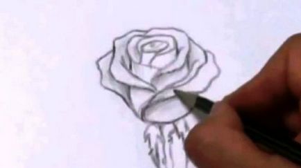Cum de a desena un trandafir frumos în creion pas cu pas și o enciclopedie rapidă de trandafiri - soiuri, descriere și fotografii