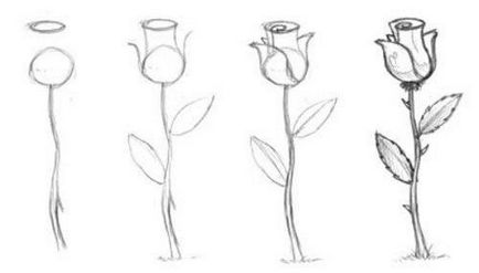 Cum de a desena un trandafir frumos în creion pas cu pas și o enciclopedie rapidă de trandafiri - soiuri, descriere și fotografii