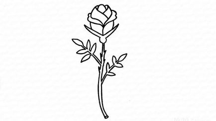 Cum de a desena un trandafir frumos în creion pas cu pas și o enciclopedie  rapidă