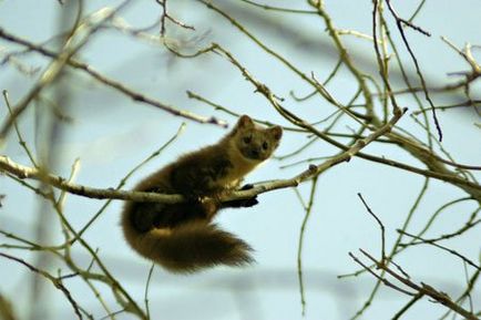 Cum sa gasesti marten in padure