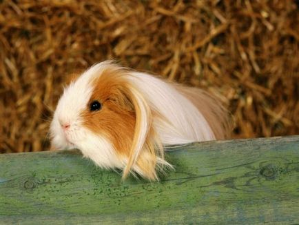 Hogyan állapítható meg, a terhesség, a tengerimalac