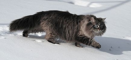 Cum să distingi Coon de Maine de alte pisici aborigene cu păr lung și cu păr lung