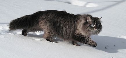 Hogyan lehet megkülönböztetni a Maine Coon más poludlinnoshorstnyh natív macskák