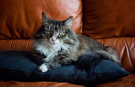 Hogyan lehet megkülönböztetni a Maine Coon más poludlinnoshorstnyh natív macskák