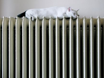 Як опалювальний сезон впливає на домашніх тварин - кішка в будинку