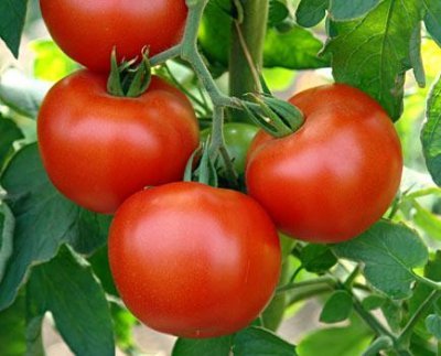 Який сорт томатів найврожайніший для північного заходу Росії