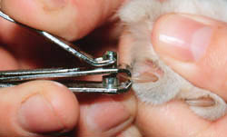 Cum să taie ghearele unei pisici