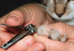 Cum să taie ghearele unei pisici
