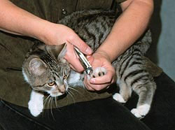 Як підстригти кішці кігті