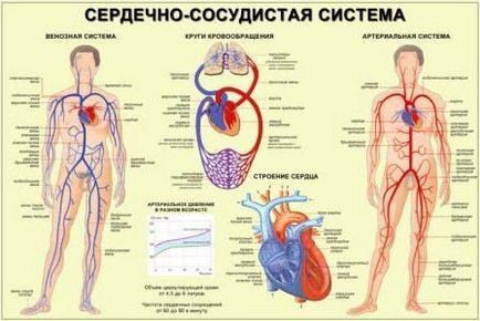 Як поправити здоров'я серця