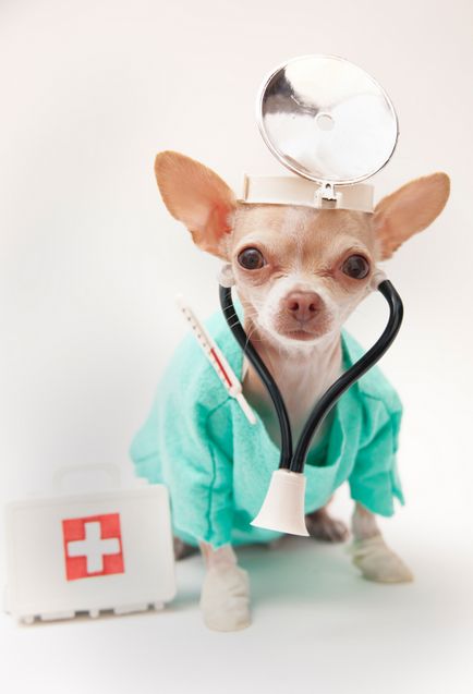 Cum să construiți o afacere pe medicina veterinară - totul despre corporații - bloguri de afaceri