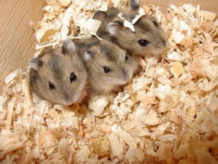 Cum să introduceți hamsteri