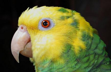 Як правильно купити папугу амазона, наші пташки