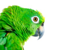 Як правильно купити папугу амазона, наші пташки