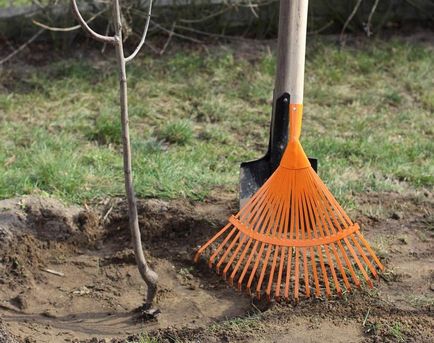 Cum să plantezi un copac în primăvară