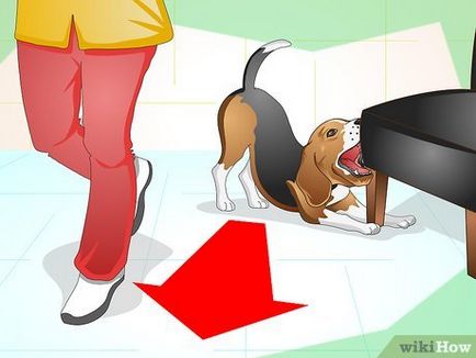 Cum să-i înveți pe un câine să se comporte calm în afara coliviei