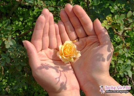 Cum să plantați un trandafir cu inocularea corectă a unui trandafir