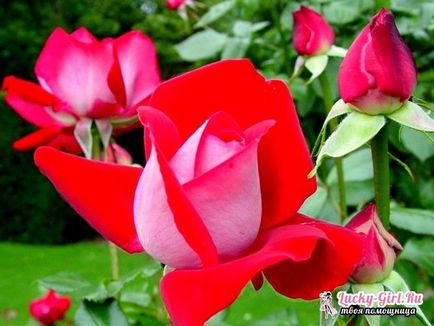 Hogyan ültessünk egy rózsa megfelelő oltási rózsa