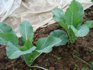 Як відбувається вирощування капусти у відкритому грунті поради та рекомендації