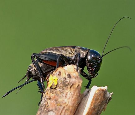 Cum de a calcula temperatura aerului prin cântări greieri - Kherson - căutare cosmică