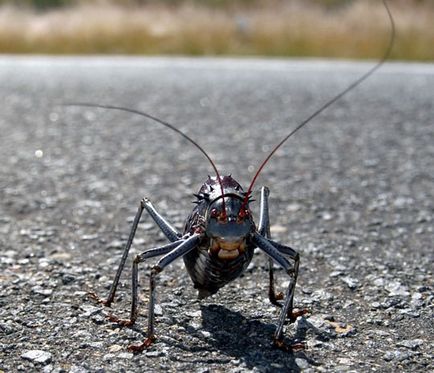 Cum de a calcula temperatura aerului prin cântări greieri - Kherson - căutare cosmică