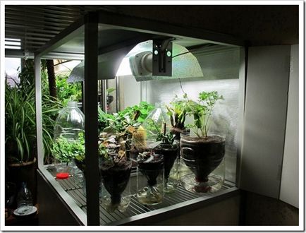 Як зробити гроубокса дізнайтеся, як бути, якщо клімат в квартирі не підходить для рослини