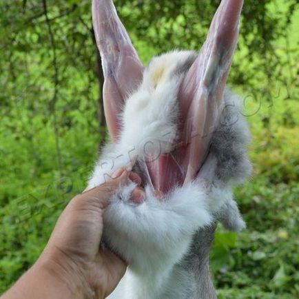 Як зняти шкуру з кролика, expertoza