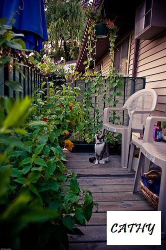 Cum de a crea o grădină frumoasă pe balcon - târg de meșteșugari - manual, manual