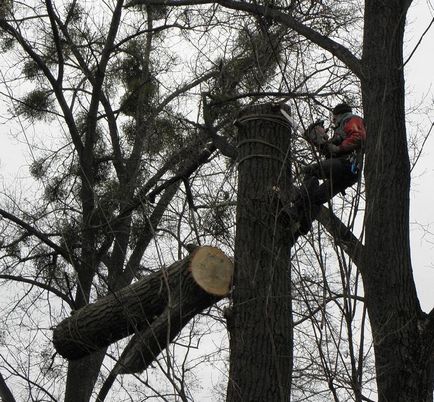 Як видалити дерево з ділянки