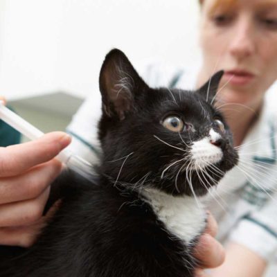 Hogyan törődik egy macska érzéstelenítés után a műtét után 6 fotó, videó